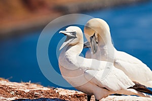 Gannets on the Isle of Helgoland