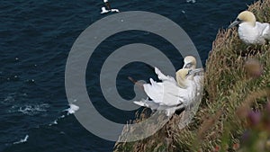 Gannets, morus, gliding, nesting besides cliff face at troup head, aberdeenshire, scotland in june.