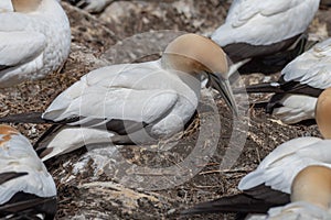 Gannets nesting on a cliff in Muriwai Beach