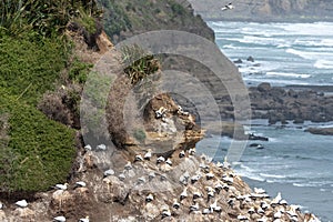 Gannets nesting on a cliff in Muriwai Beach