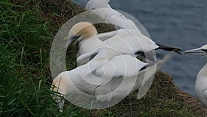 Gannets in nesting colony on the east coast. UK.