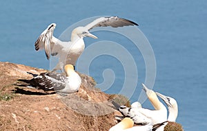 Gannets and other sea birds nesting on a rocky outcrop at Bempton cliffs, Yorkshire.