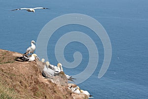 Gannets and other sea birds nesting on a rocky outcrop at Bempton cliffs, Yorkshire.