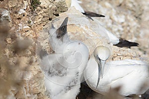 Gannets and other sea birds nesting on a rocky outcrop at Bempton cliffs, Yorkshire.