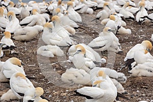 Gannets rearing fluffy chicks