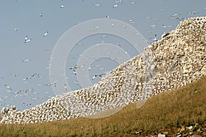 Gannets upon a rock in Bretagne (France)