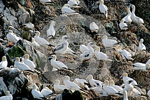 Gannets upon a rock in Bretagne (France) photo