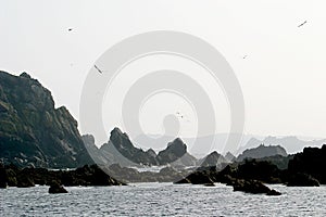 Gannets upon a rock in Bretagne (France)