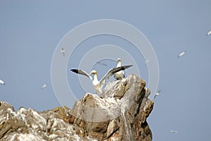 Gannets upon a rock in Bretagne (France)