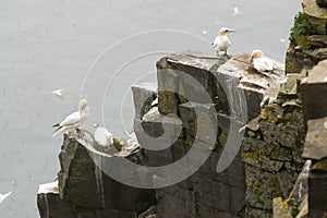 Gannets on the rocks