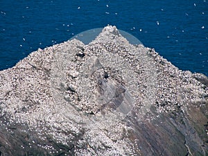 Gannets on sea cliffs at Hermaness on the north coast of the island of Unst in Shetland, Scotland, UK