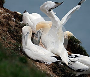 Gannets are seabirds comprising the genus Morus,