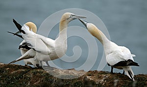 Gannets are seabirds comprising the genus Morus,