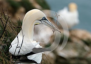 Gannets are seabirds comprising the genus Morus,