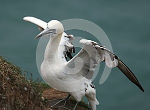 Gannets are seabirds comprising the genus Morus,