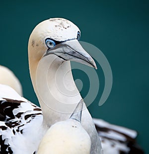 Gannets are seabirds comprising the genus Morus,