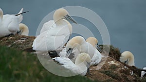 Gannets are seabirds comprising the genus Morus, in the family Sulidae