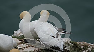 Gannets are seabirds comprising the genus Morus, in the family Sulidae