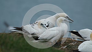 Gannets are seabirds comprising the genus Morus, in the family Sulidae