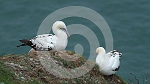 Gannets are seabirds comprising the genus Morus, in the family Sulidae