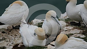 Gannets are seabirds comprising the genus Morus, in the family Sulidae