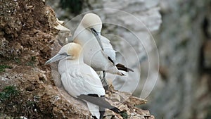 Gannets are seabirds comprising the genus Morus, in the family Sulidae