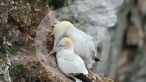 Gannets are seabirds comprising the genus Morus, in the family Sulidae