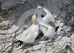 Gannets are seabirds comprising the genus Morus, in the family Sulidae, closely related to boobies.