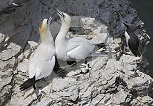 Gannets are seabirds comprising the genus Morus, in the family Sulidae, closely related to boobies.