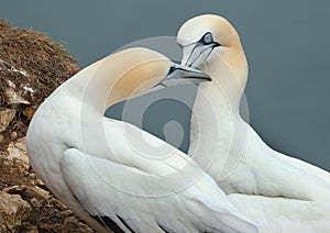 Gannets are seabirds comprising the genus Morus, in the family Sulidae, closely related to boobies. `Gannet` is derived from Old E