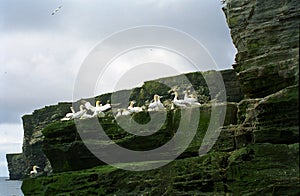 Gannets, Shetland