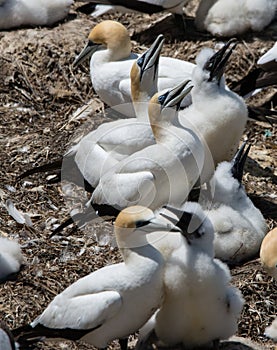 Gannets with their young