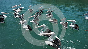 Gannets in Tweed Endeavour River