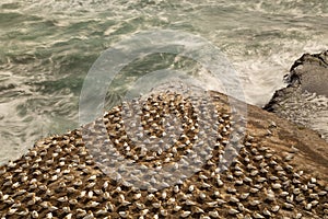 Gannett colony on a triangle shaped rock above the wild ocean at Muriwai Beach on the West coast of New Zealand