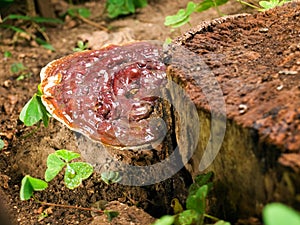 Ganoderma photo