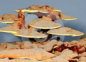 Ganoderma