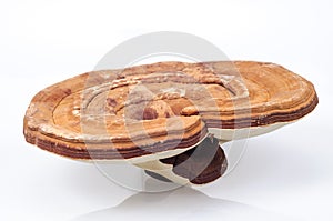 Ganoderma