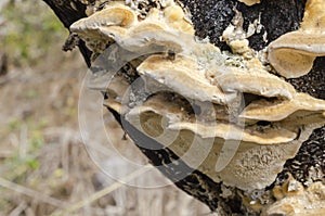 Closeup Of Ganoderma Applanatum Cluster photo