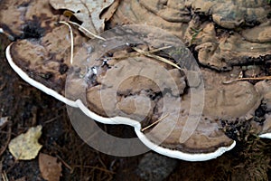 Ganoderma applanatum, artist`s bracket,  bear bread fungus on tree stump