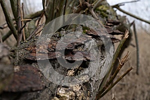 Ganoderma applanatum or artist`s bracket a fungus with a cosmopolitan distribution on an old treetrunk