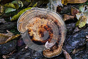 Ganoderma applanatum bracket fungus mushroom growing on a birch tree bark.