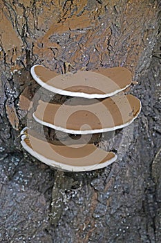 Ganoderma applanatum is parasitic and saprophytic,and grows as a mycelium within the wood of living and dead trees. photo