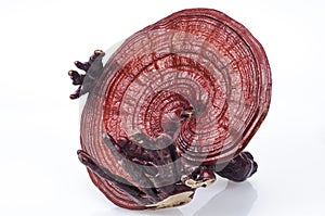 Ganoderma photo