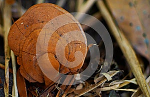 Ganoderma Curtisii mushroom