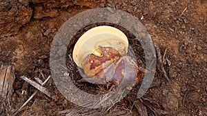Ganoderma curtisii