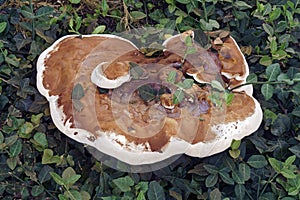 Ganoderma Fungus