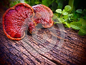 Ganoderma