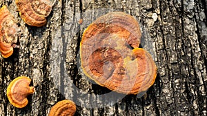 Ganoderma is a genus of polypore fungi in the family Ganodermataceae found in the trunk of tree