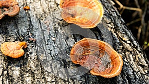 Ganoderma is a genus of polypore fungi in the family Ganodermataceae found in the trunk of tree