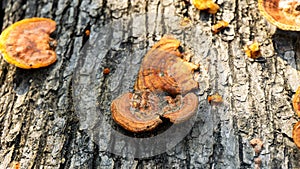 Ganoderma is a genus of polypore fungi in the family Ganodermataceae found in the trunk of tree